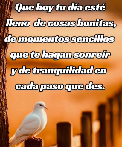 Paloma blanca al amanecer con mensaje positivo de buenos días sobre tranquilidad y momentos sencillos